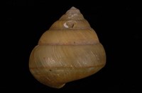 藏品(橡實蝸牛)的圖片